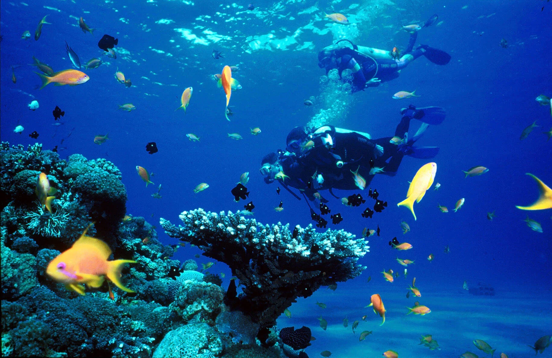 Récif de Tubbataha, Philippines