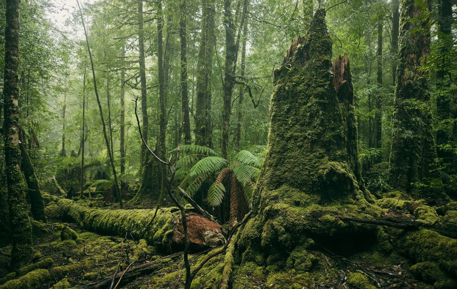 Tarkine, Australie, Tasmanie