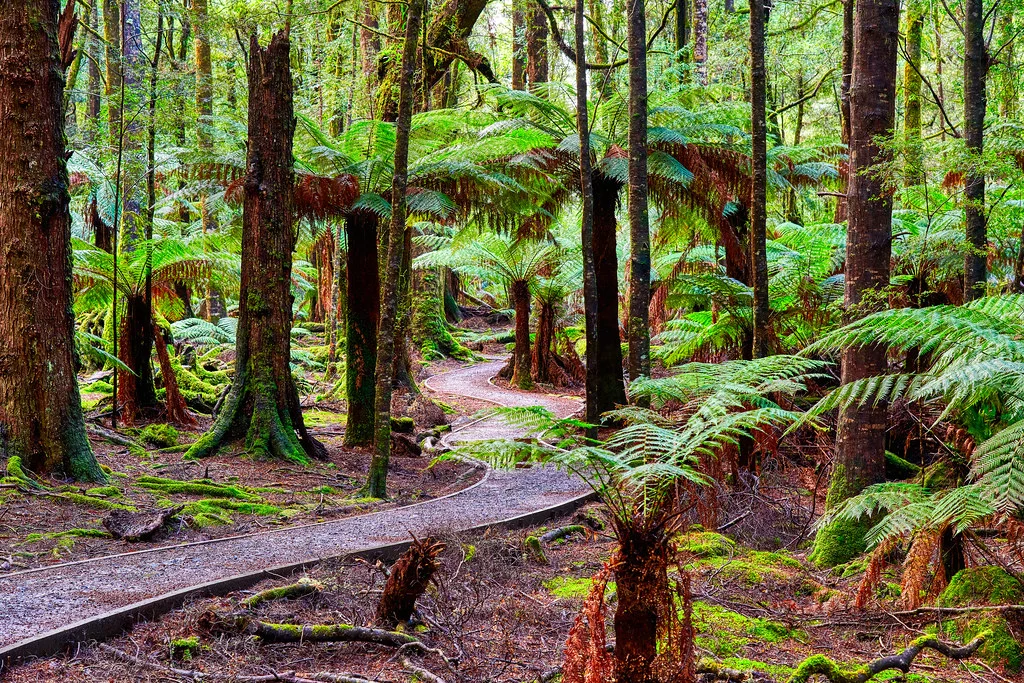Tarkine, Australie, Tasmanie