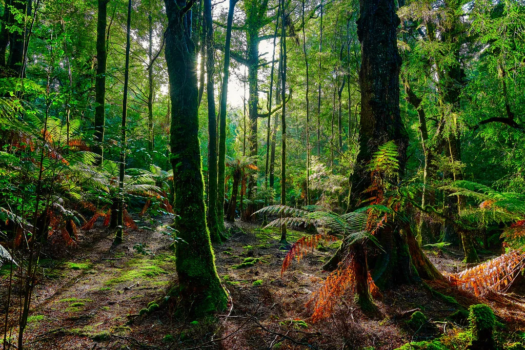 Tarkine, Australie, Tasmanie