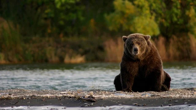 Parc national et réserve de Katmai, États-Unis