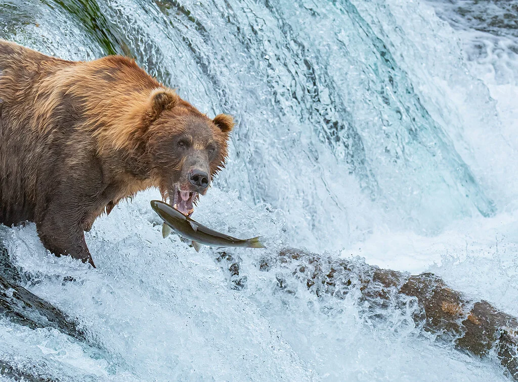 Parc national et réserve de Katmai, États-Unis