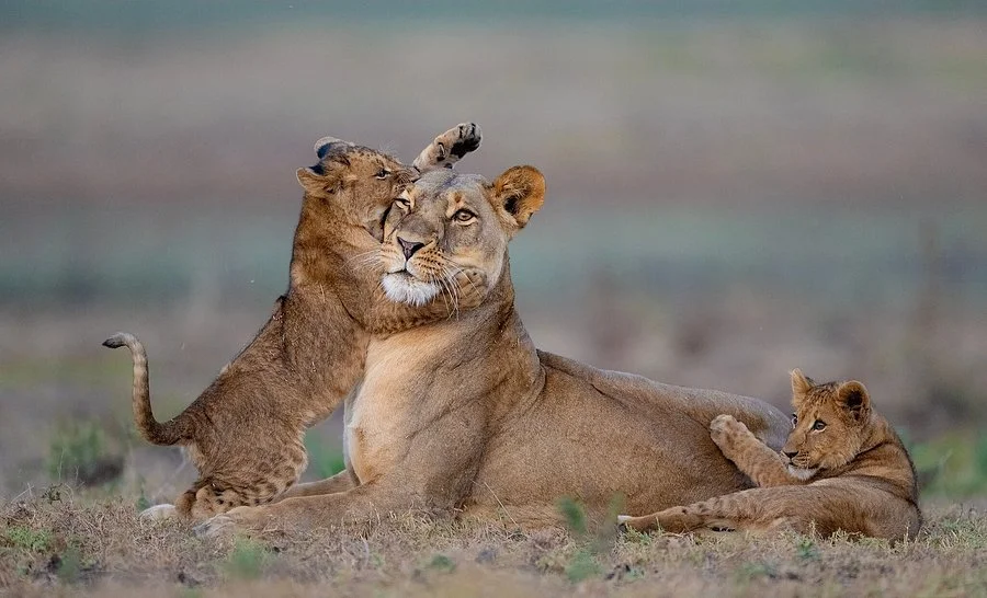 Parc national de Kafue, Zambie
