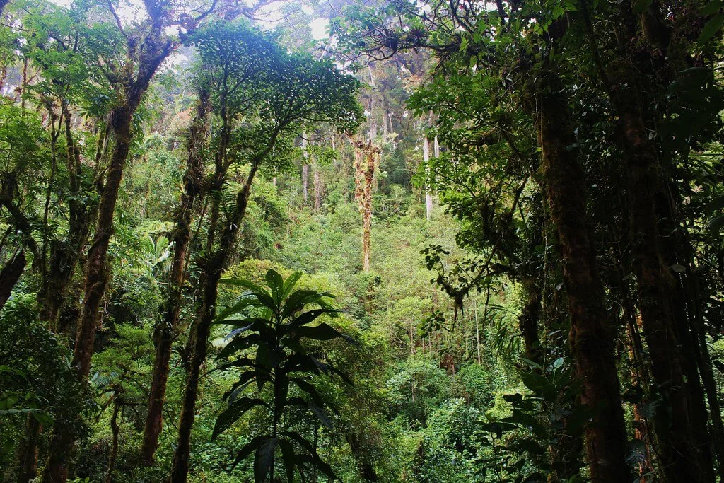 Parc international La Amistad, Panama, Costa Rica