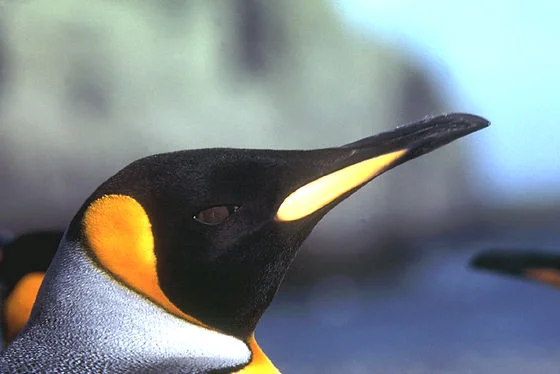 Baie Larose, Terres australes et antarctiques françaises