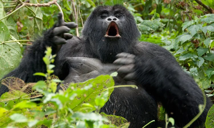 Mont Karisimbi, Rwanda