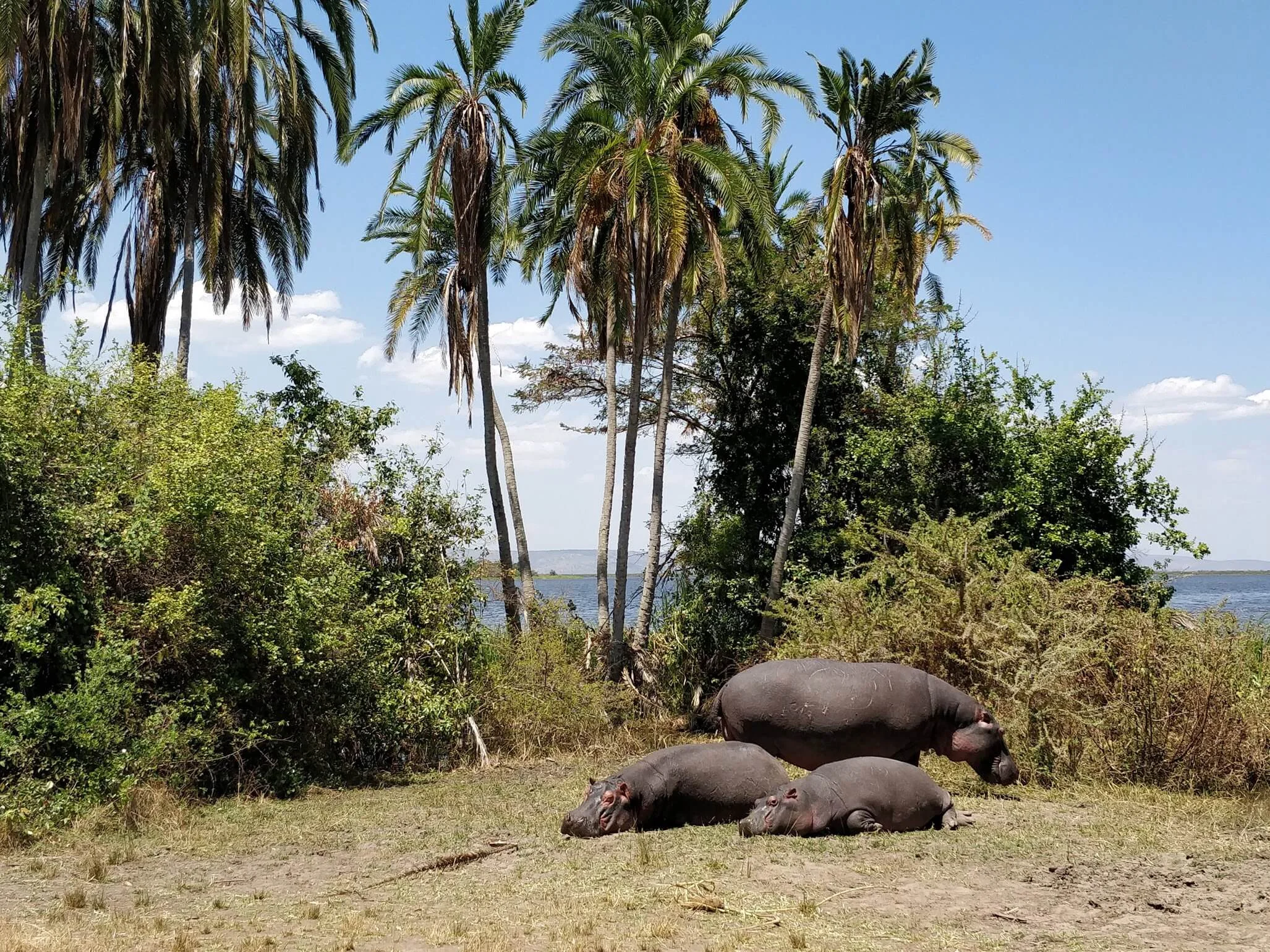 Parc national de l'Akagera, Rwanda