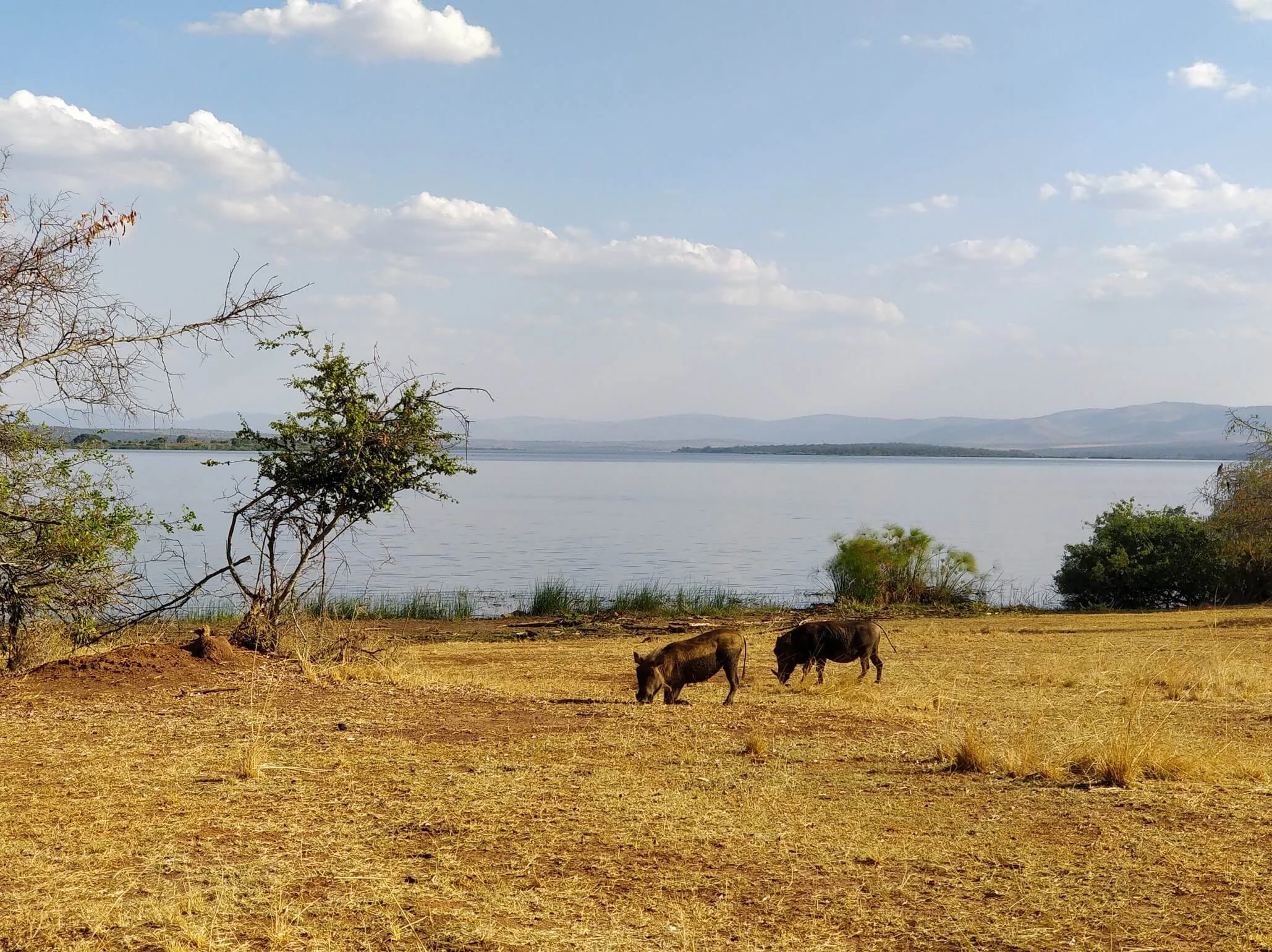 Parc national de l'Akagera, Rwanda