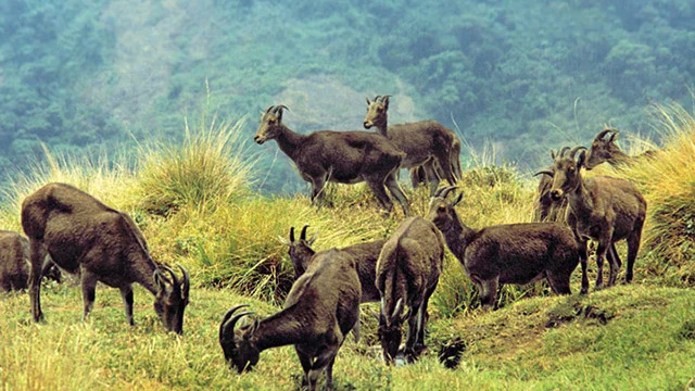 Parc national d'Eravikulam, Inde