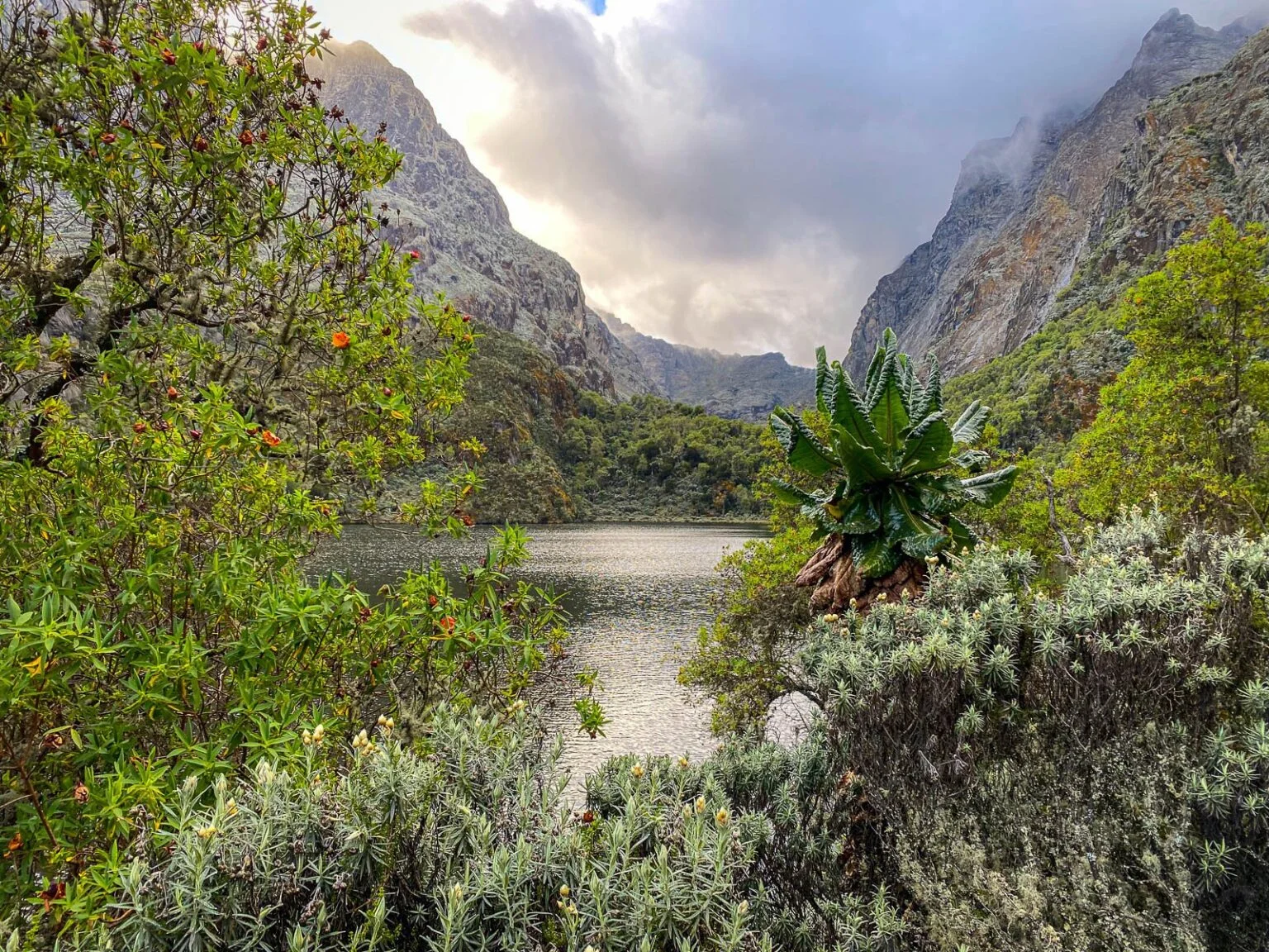 Rwenzori Central Circuit Trail, Ouganda