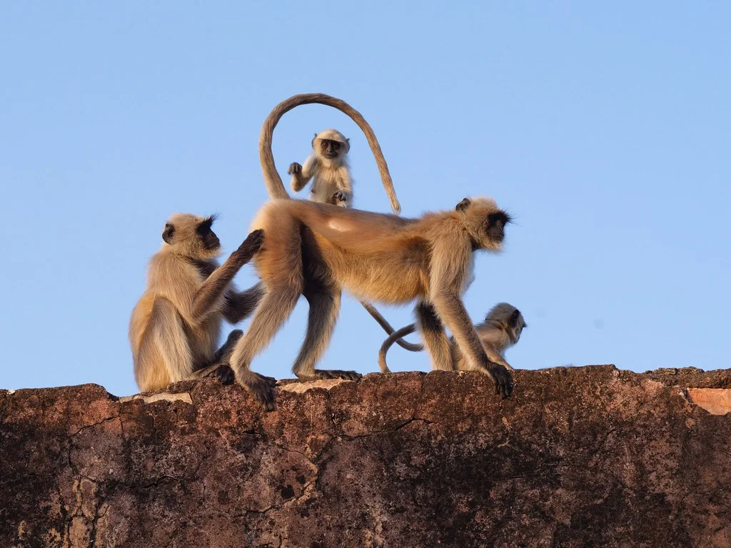 Fort Jaigarh, Inde