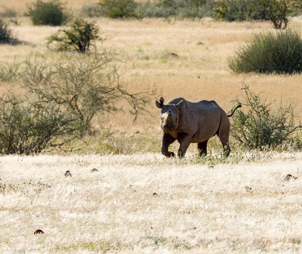 Concession de Palmwag, Namibie