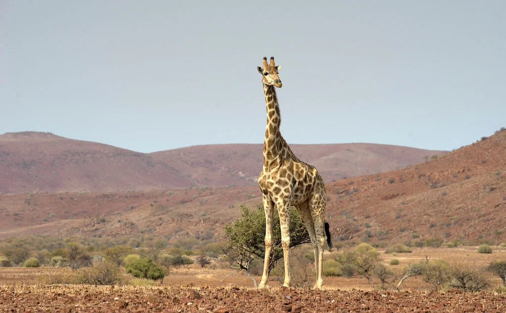 Concession de Palmwag, Namibie