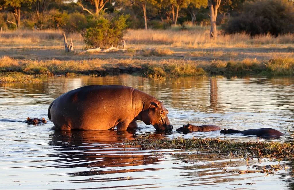 Khwai Private Reserve, Botswana