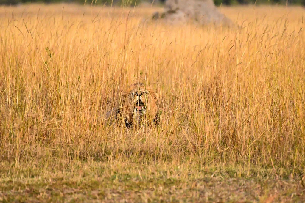 Khwai Private Reserve, Botswana