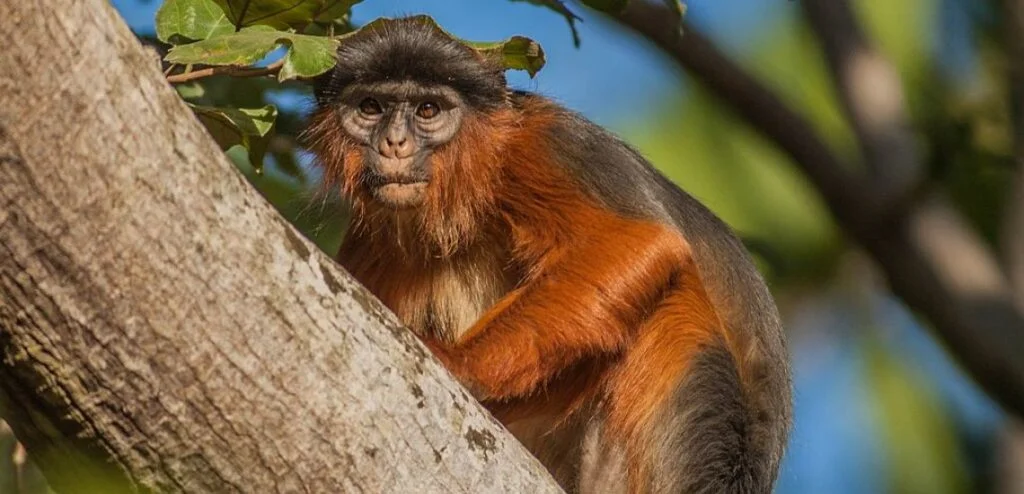Parc national de Gola Rainforest, Sierra Leone
