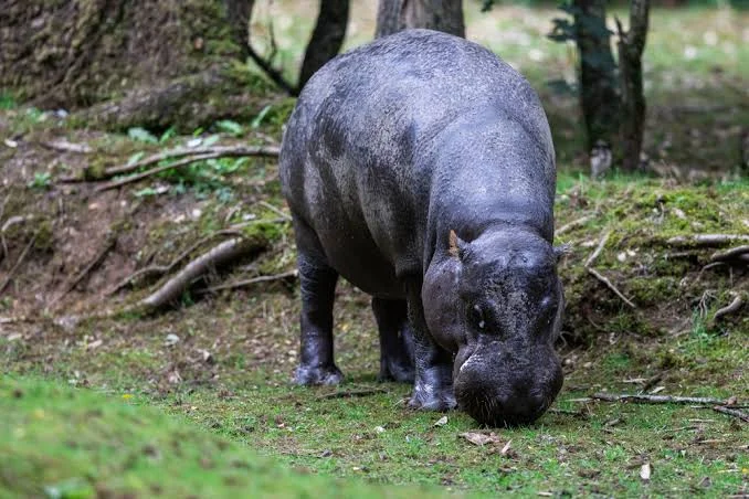 Parc national de Gola Rainforest, Sierra Leone