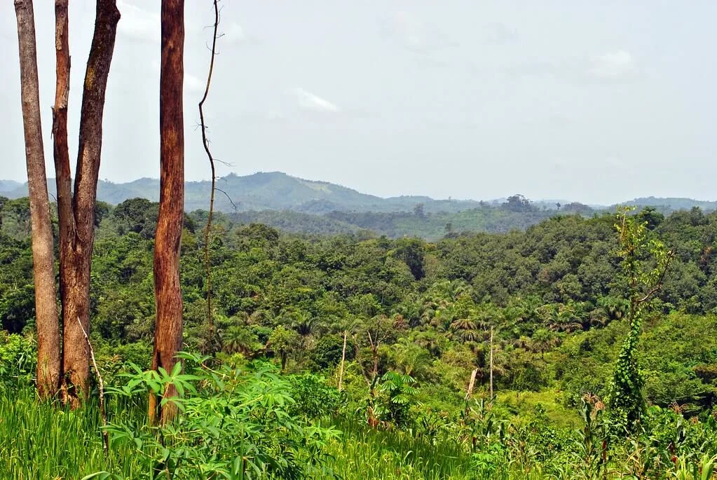 Parc national de Gola Rainforest, Sierra Leone