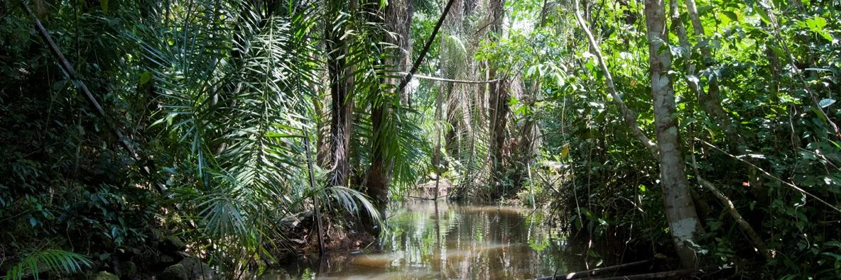 Parc national de Gola Rainforest, Sierra Leone