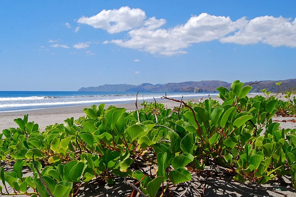 Parc national Santa Rosa, Costa Rica