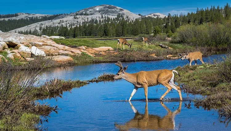 Tuolumne Meadows, États-Unis