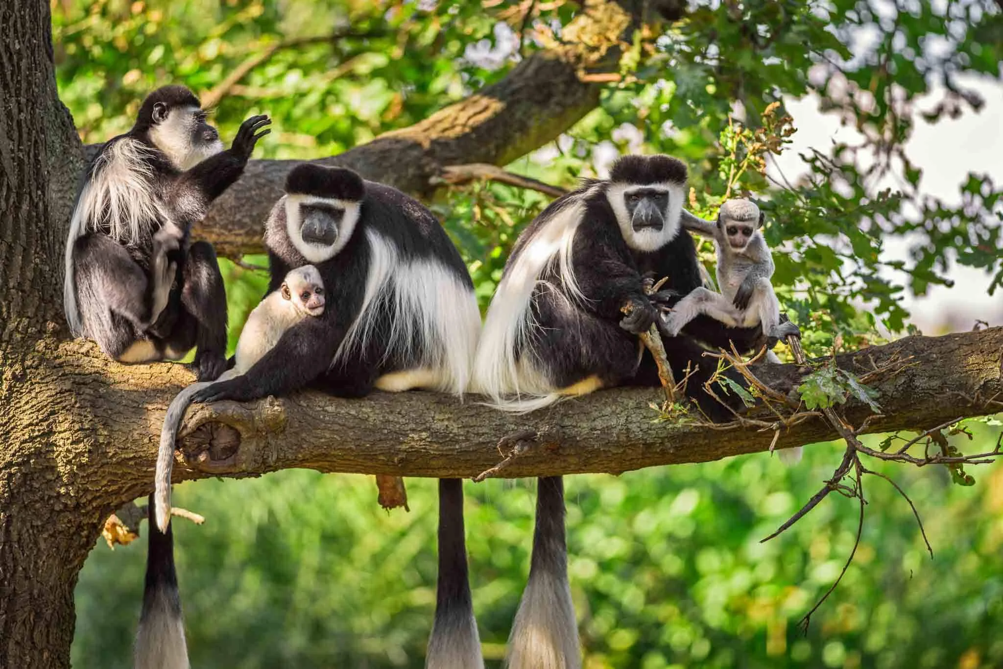 Parc national d'Arusha, Tanzanie