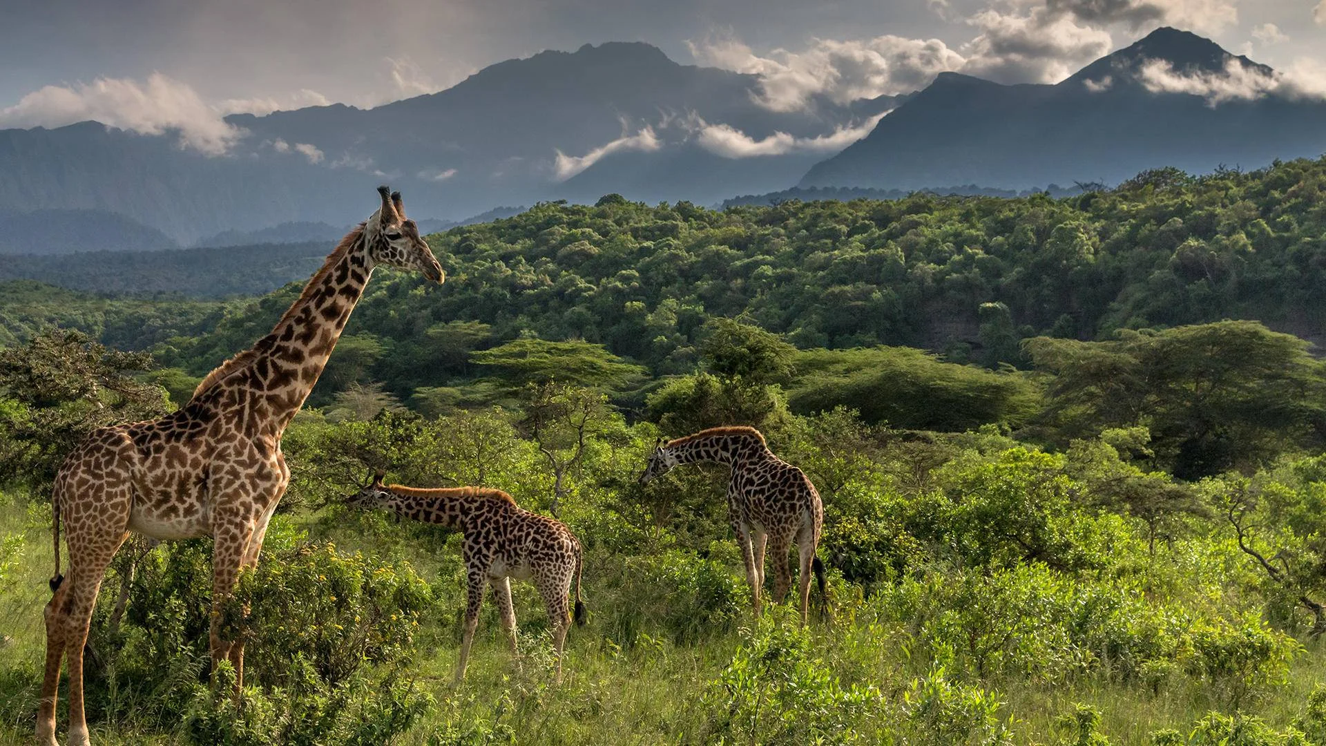 Parc national d'Arusha, Tanzanie