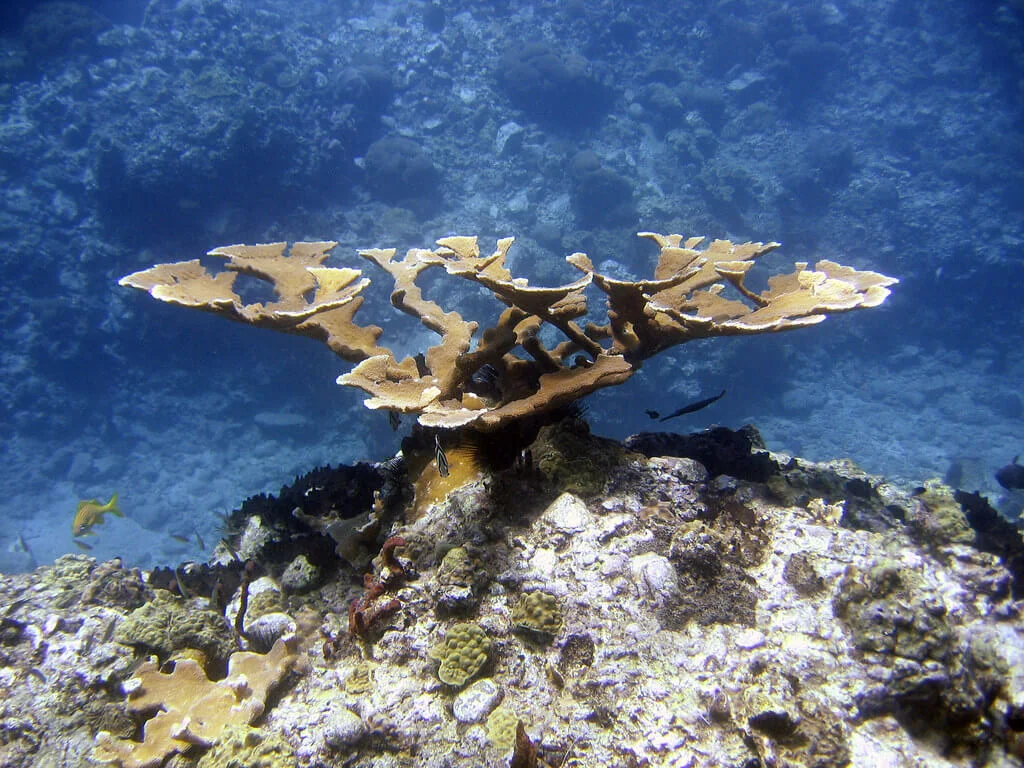 Champagne Reef, Dominique