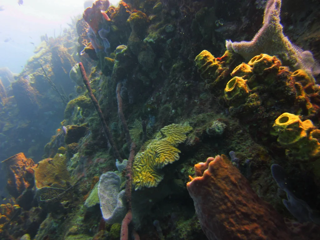 Champagne Reef, Dominique