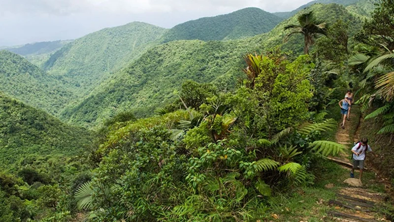 Parc national Morne Diablotins, Dominique