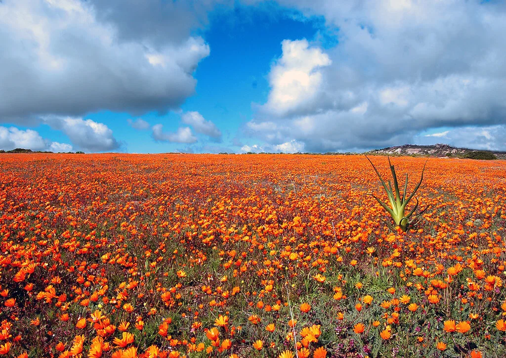 Namaqualand, Afrique du Sud, Namibie