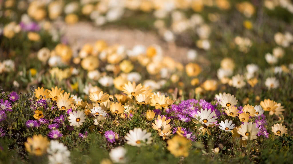 Namaqualand, Afrique du Sud, Namibie