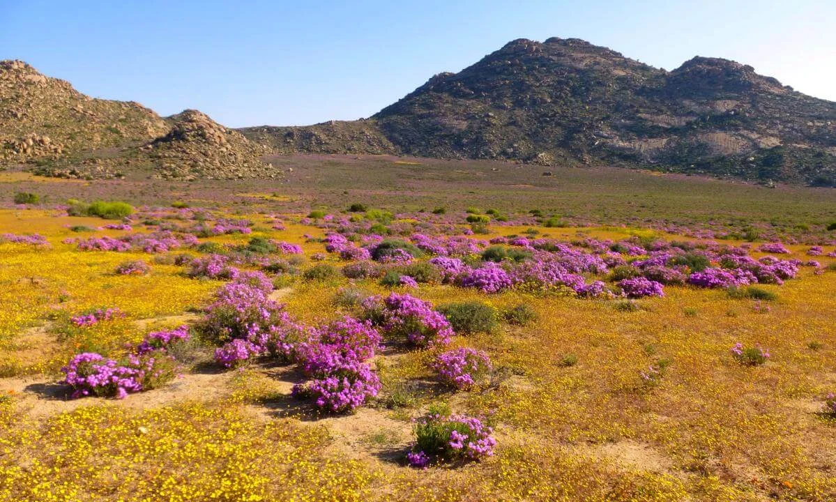 Namaqualand, Afrique du Sud, Namibie