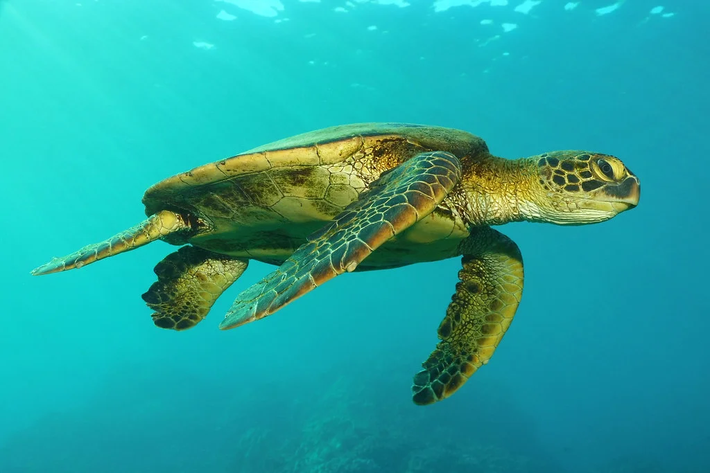 Île d'Hawaii, États-Unis, Hawaï