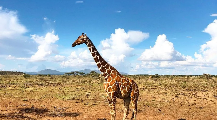 Réserve nationale de Shaba, Kenya