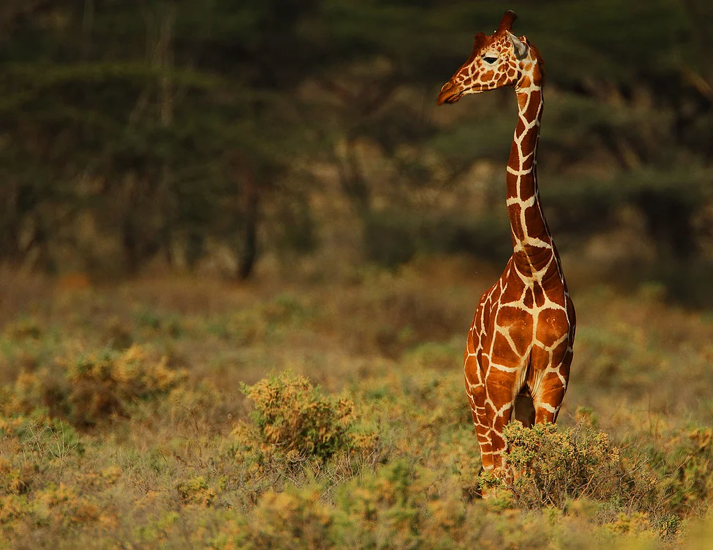 Réserve nationale de Shaba, Kenya