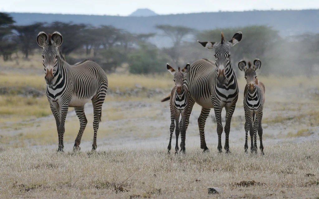 Réserve nationale de Shaba, Kenya