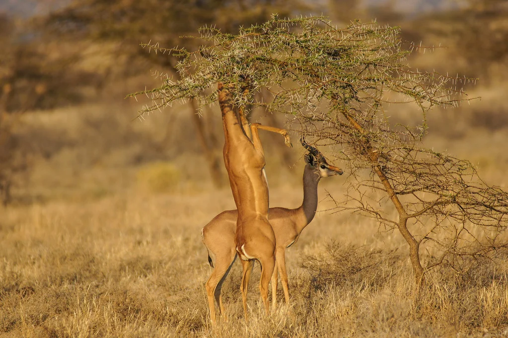 Réserve nationale de Shaba, Kenya
