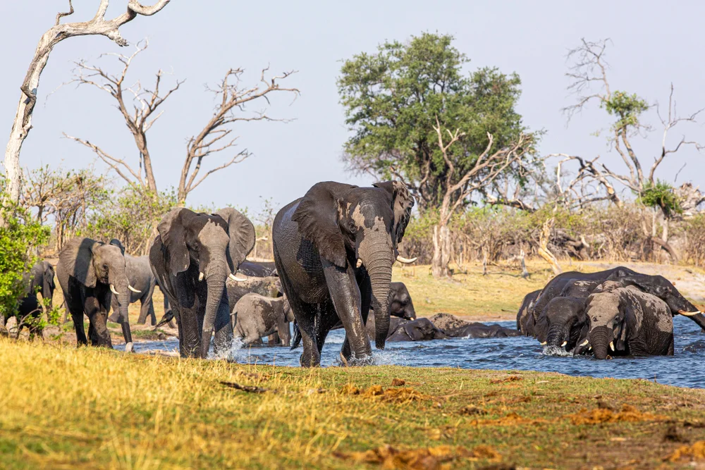Parc national de Mudumu, Namibie