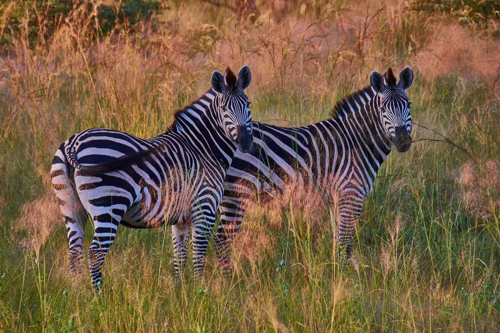 Parc national de Mudumu, Namibie