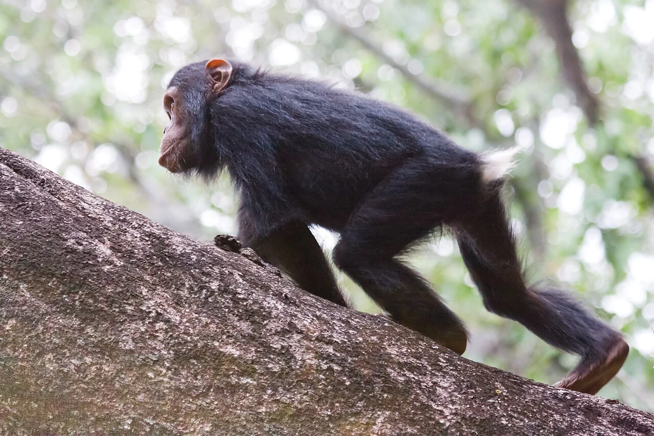 Parc national de Gombe Stream, Tanzanie