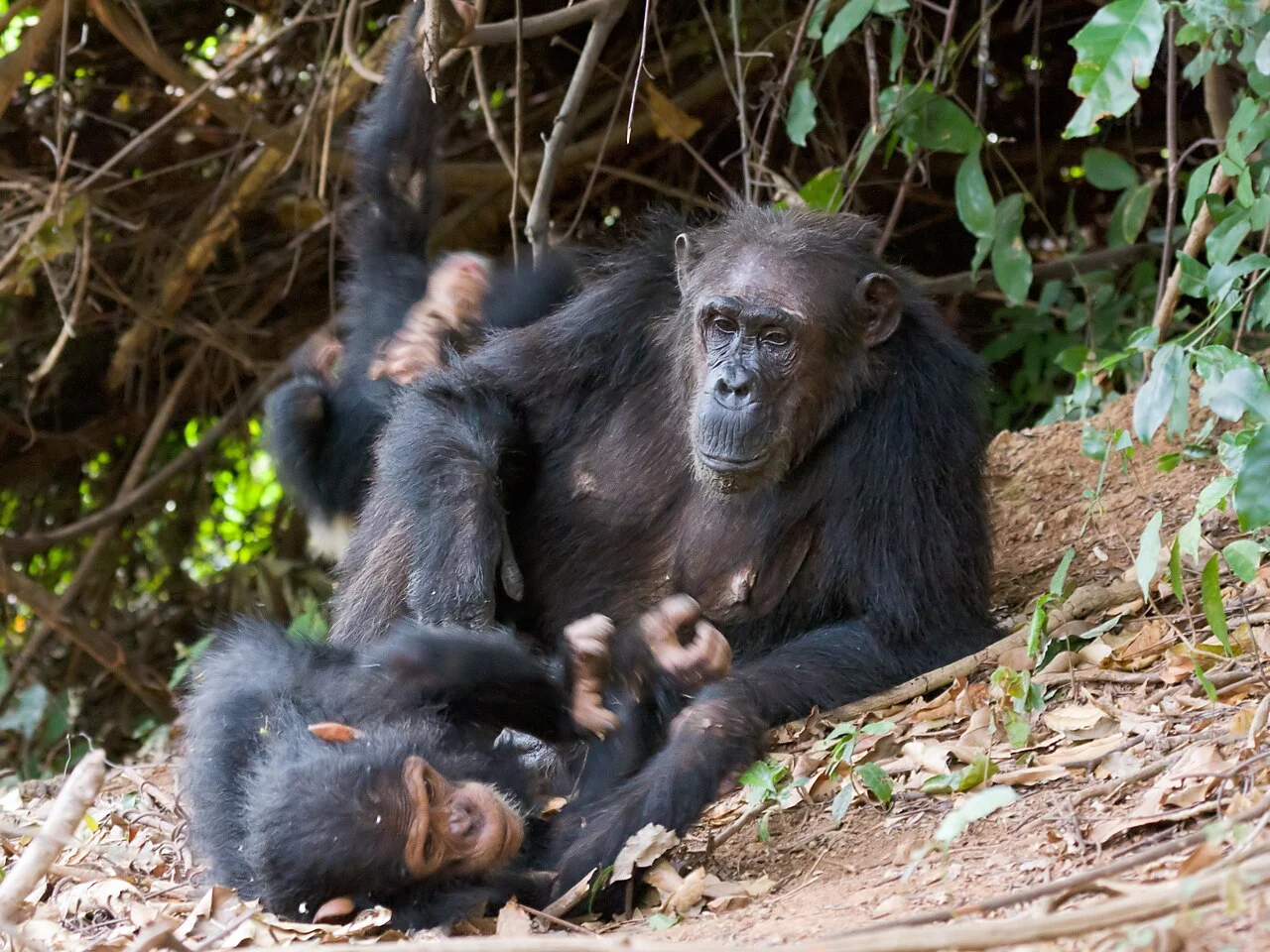 Parc national de Gombe Stream, Tanzanie