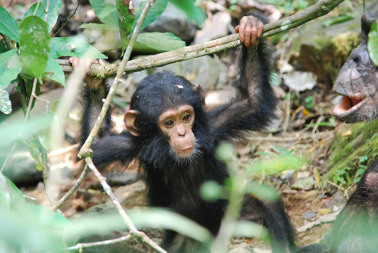 Parc national de Gombe Stream, Tanzanie