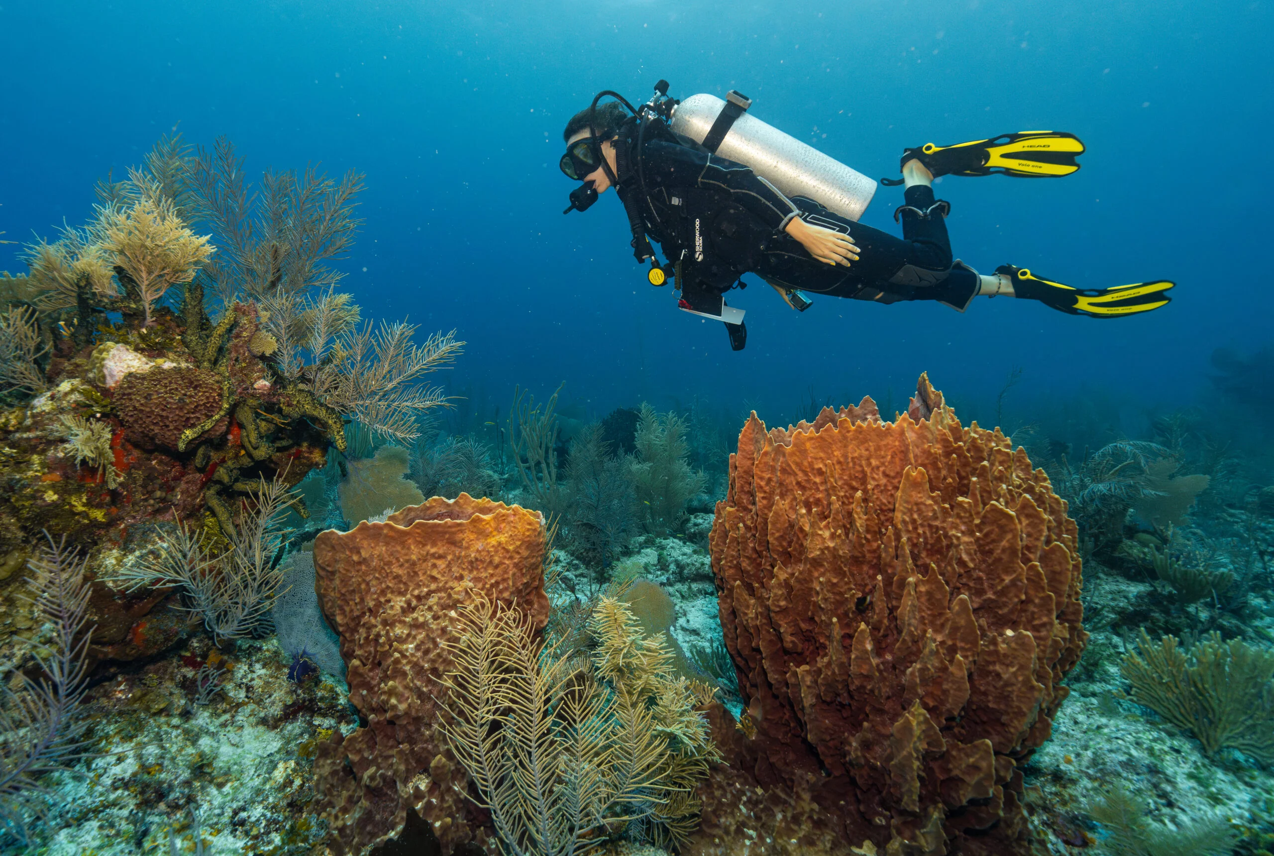 Récif Glover, Belize
