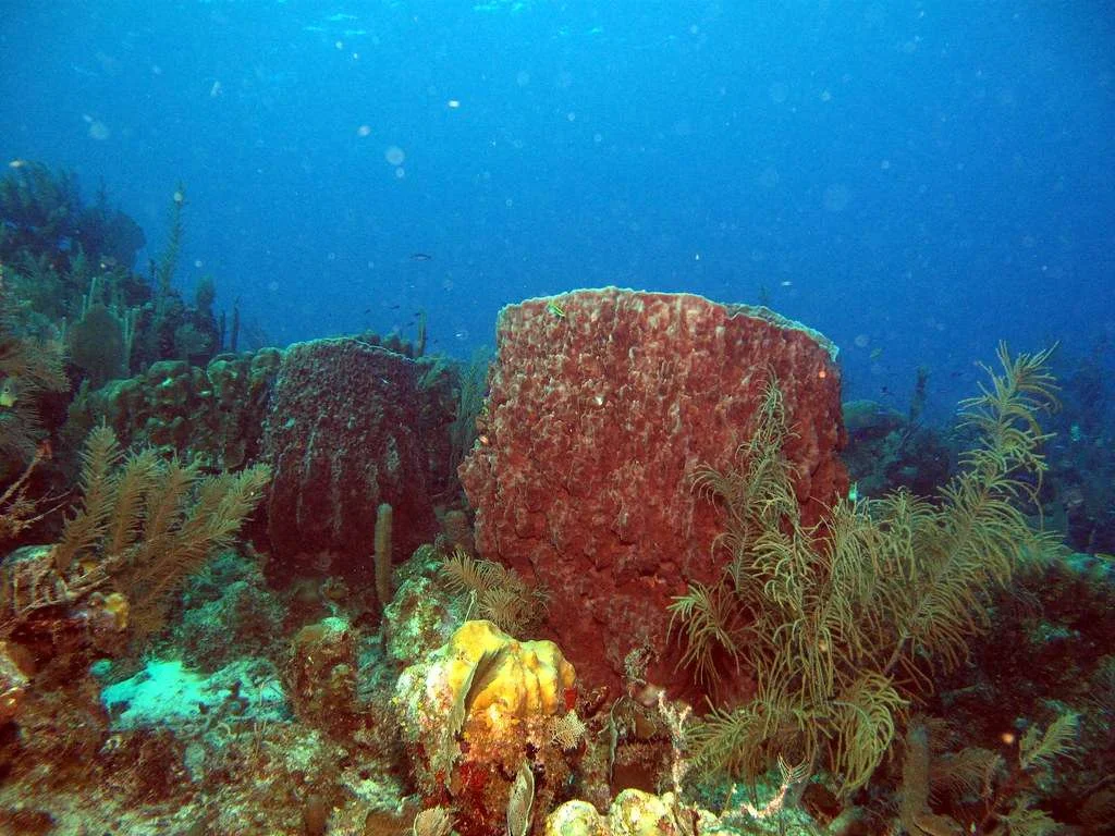 Récif Glover, Belize