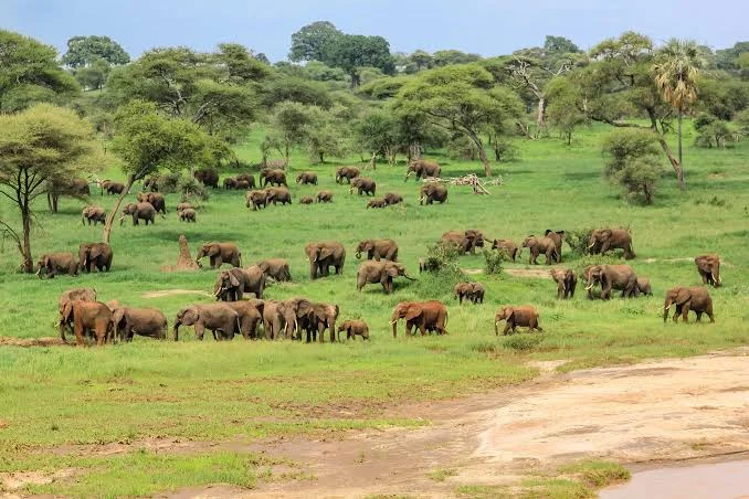 Parc national de Tarangire, Tanzanie