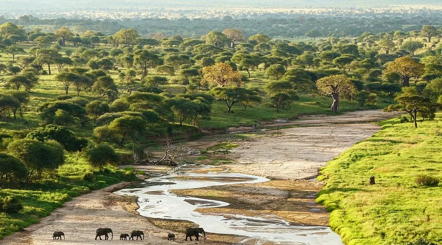 Parc national de Tarangire, Tanzanie