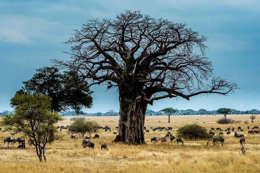 Parc national de Tarangire, Tanzanie