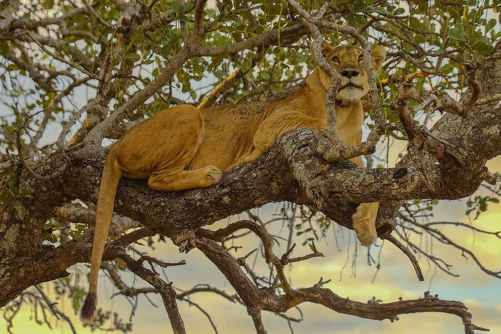 Parc national de Tarangire, Tanzanie