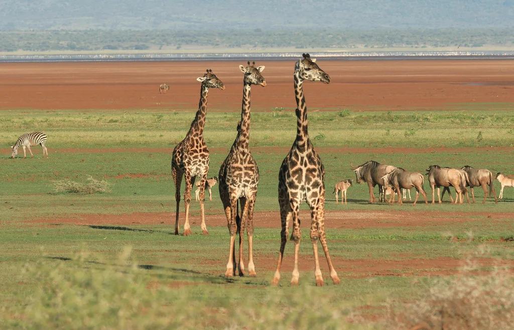 Parc national de Tarangire, Tanzanie